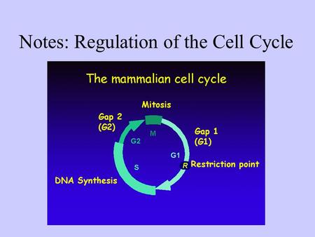Notes: Regulation of the Cell Cycle. The cell cycle is regulated by a molecular control system ● The frequency of cell division varies with the type of.