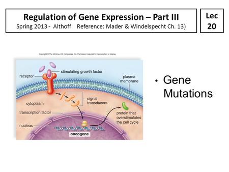Gene Mutations Regulation of Gene Expression – Part III Spring 2013 - Althoff Reference: Mader & Windelspecht Ch. 13) Lec 20.