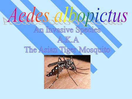 Kingdom = Animalia (Animals) Phylum = Arthropoda (Arthropods) Class – Insecta (Insects)