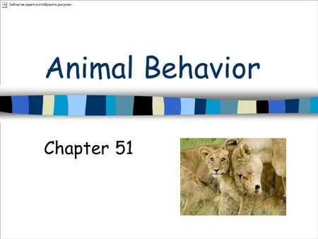 Animal Behavior Chapter 51. Behavior Animal responds to stimuli Food odor Singing.