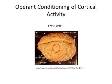 Operant Conditioning of Cortical Activity  E Fetz, 1969.