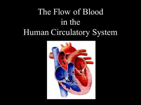 The Flow of Blood in the Human Circulatory System.