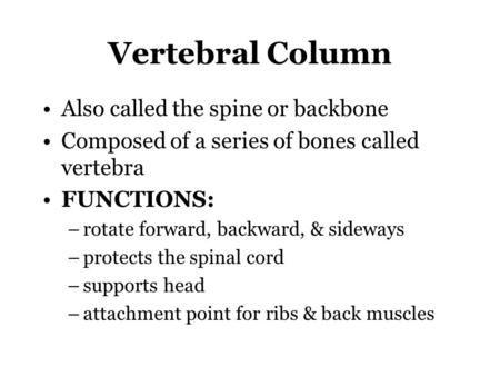 Vertebral Column Also called the spine or backbone Composed of a series of bones called vertebra FUNCTIONS: –rotate forward, backward, & sideways –protects.