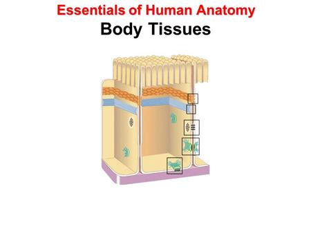 Essentials of Human Anatomy Essentials of Human Anatomy Body Tissues.