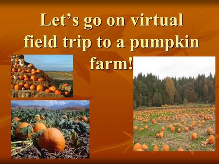 Let’s go on virtual field trip to a pumpkin farm!.