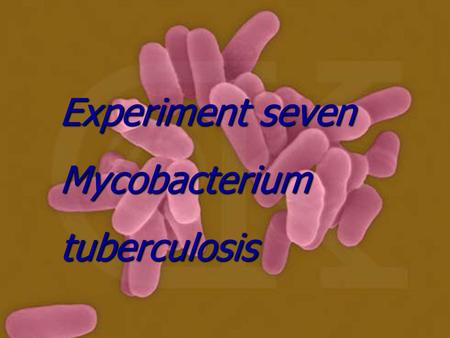 Experiment seven Mycobacterium tuberculosis. Pathogenesis primary infection primary infection 1) lung infection secondary infection secondary infection.