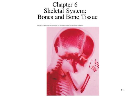 6-1 Chapter 6 Skeletal System: Bones and Bone Tissue.