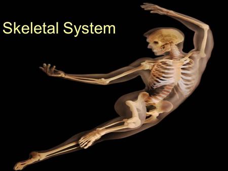 Skeletal System. The skeletal System... What are the general components of the skeletal system? What does the skeletal system do for you & how does it.