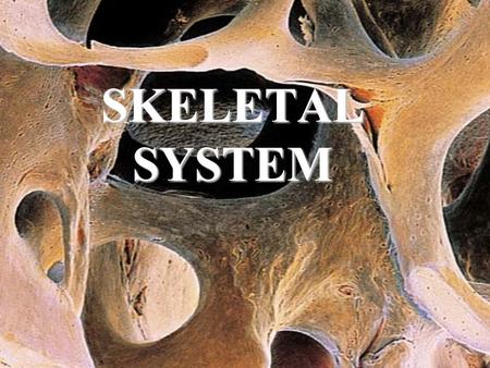 SKELETAL SYSTEM. SKELETAL FUNCTIONS 1. Support for organs tissue, postural support against gravity 2. Protection of vital organs, brain, lungs, and.