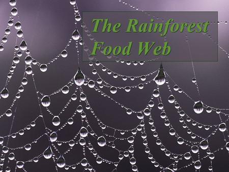 The Rainforest Food Web. Introduction  We will be studying food webs by researching and building our own Rainforest Food Web.  We will work as a class.