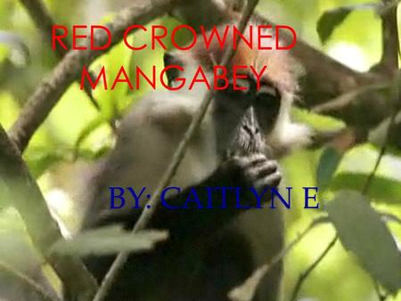 BY: CAITLYN E RED CROWNED MANGABEY Physical Characteristics Long tailed with long (muzzle) nose Slender body and long limbs Bright red fur on top of.