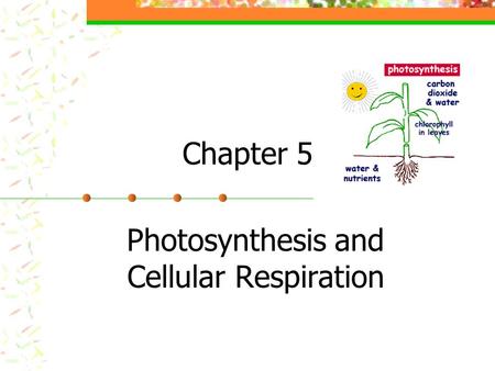 Chapter 5 Photosynthesis and Cellular Respiration.