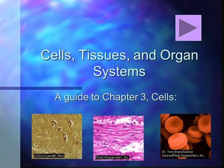 Cells, Tissues, and Organ Systems