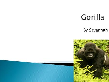 By Savannah.  Gorillas live in Eastern Zaire  Biome-mountain  Type of home- they make a nest in trees.