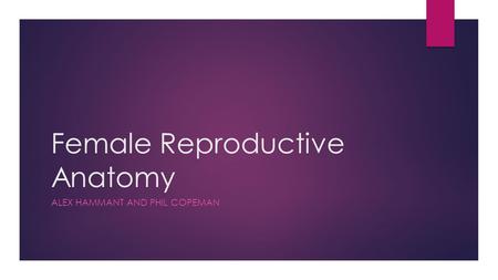 Female Reproductive Anatomy ALEX HAMMANT AND PHIL COPEMAN.