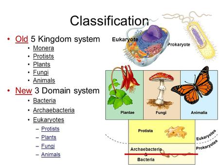 Archaebacteria & Bacteria Classification Old 5 Kingdom system Monera Protists Plants Fungi Animals New 3 Domain system Bacteria Archaebacteria Eukaryotes.
