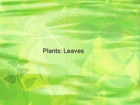 Plants: Leaves. Leaves Play role in photosynthesis, gas exchange, storage, and protection from predators. Leaf cells absorb energy from sunlight in a.