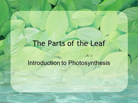 The Parts of the Leaf Introduction to Photosynthesis.