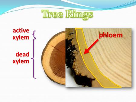 Phloem dead xylem active xylem. What is vascular tissue exactly?
