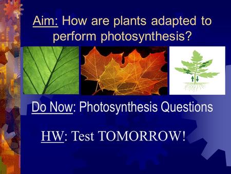 Aim: How are plants adapted to perform photosynthesis? HW: Test TOMORROW! Do Now: Photosynthesis Questions.