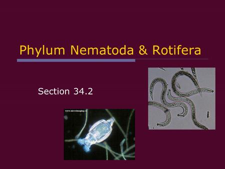 Phylum Nematoda & Rotifera