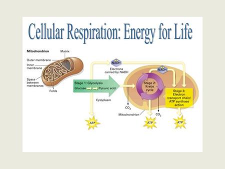 The Equations: Cell Respiration: C6H12O6 + 6O2 → 6CO2 + 6H2O + energy (ATP) Photosynthesis: 6CO2 + 6H2O + light energy  C6H12O6 + 6O2.