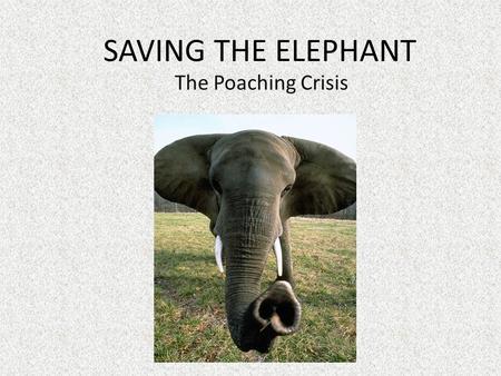 SAVING THE ELEPHANT The Poaching Crisis. THE HUNTER by Paul Geraghty.