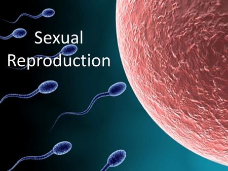 Sexual Reproduction. Key Point #1 Sexual reproduction is the process in which organisms produce gametes that combine during fertilization to create a.