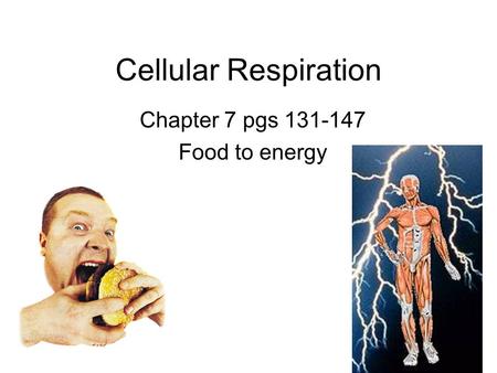 Cellular Respiration Chapter 7 pgs 131-147 Food to energy.