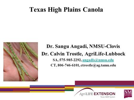 Texas High Plains Canola Dr. Sangu Angadi, NMSU-Clovis Dr. Calvin Trostle, AgriLife-Lubbock SA, 575-985-2292, CT, 806-746-6101,