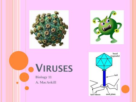 V IRUSES Biology 11 A. MacAskill. W HAT IS A VIRUS ? Virus is the Latin word for Poison A Virus does not fit the six kingdom classification They lack.