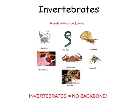 INVERTEBRATES = NO BACKBONE!. Symmetry Definition- Similar in size, shape, and position Three types of symmetry 1. Spherical 2. Radial 3. Bilateral.
