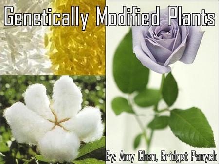 Genetically Modified Plants By: Amy Chen, Bridget Panych