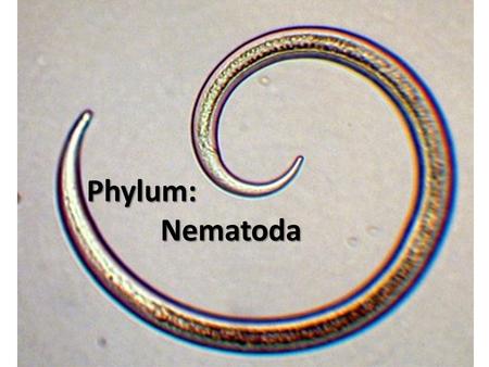 Phylum: Nematoda Phylum: Nematoda.