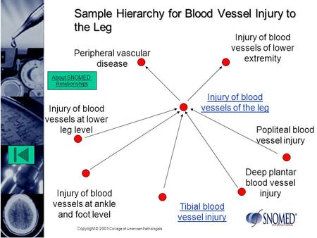 Copyright © 2001 College of American Pathologists Sample Hierarchy for Blood Vessel Injury to the Leg Injury of blood vessels at ankle and foot level Popliteal.