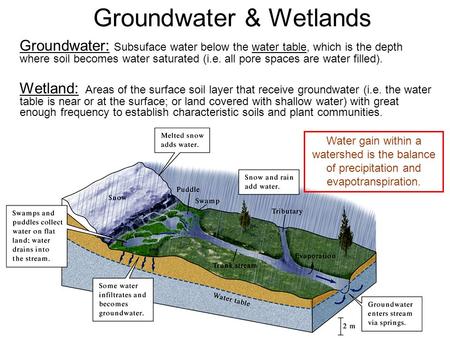 Groundwater & Wetlands Groundwater: Subsuface water below the water table, which is the depth where soil becomes water saturated (i.e. all pore spaces.