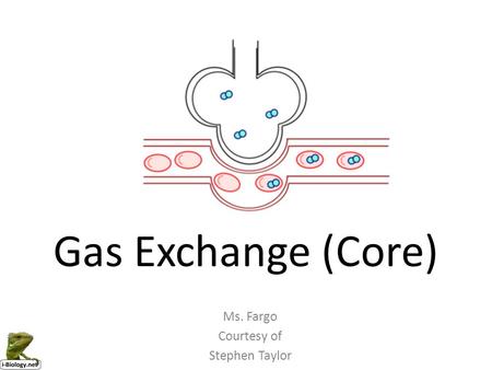 Gas Exchange (Core) Ms. Fargo Courtesy of Stephen Taylor.