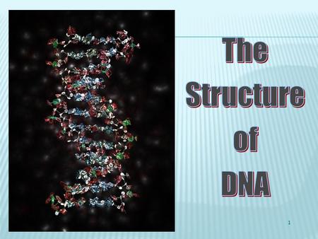 1 1. Label the components that make up the DNA. 2. Draw a box surrounding one nucleotide of the double helix and label this.