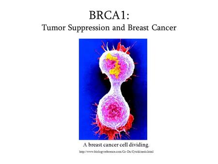 BRCA1: Tumor Suppression and Breast Cancer A breast cancer cell dividing.