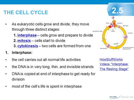 THE CELL CYCLE 2.5 As eukaryotic cells grow and divide, they move through three distinct stages: interphase – cells grow and prepare to divide mitosis.