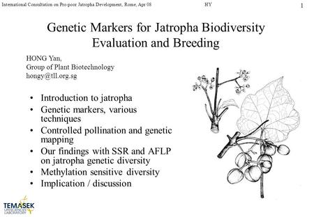 1 International Consultation on Pro-poor Jatropha Development, Rome, Apr 08HY Genetic Markers for Jatropha Biodiversity Evaluation and Breeding Introduction.