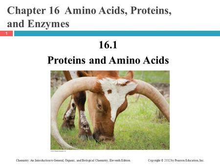 presentation on amino acids