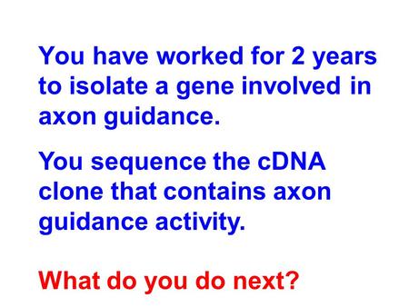 You have worked for 2 years to isolate a gene involved in axon guidance. You sequence the cDNA clone that contains axon guidance activity. What do you.