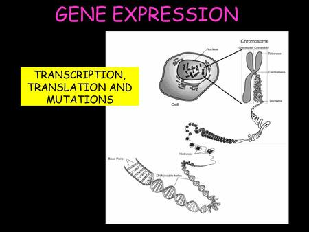 GENE EXPRESSION TRANSCRIPTION, TRANSLATION AND MUTATIONS.