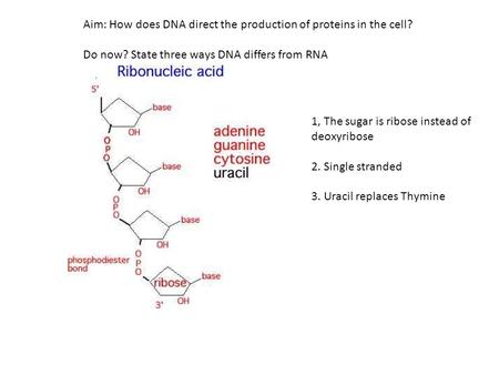 Aim: How does DNA direct the production of proteins in the cell?