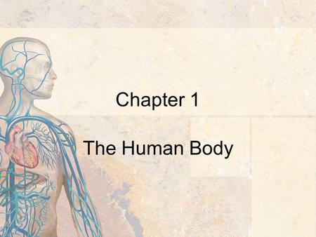 Chapter 1 The Human Body. 2 Introduction Anatomy - the study of the structure of the body Physiology - the study of the function of the body parts Basic.
