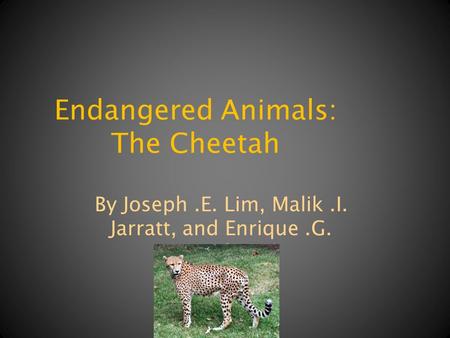 Endangered Animals: The Cheetah By Joseph.E. Lim, Malik.I. Jarratt, and Enrique.G. Mendoza.