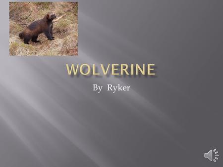 Wolverine By Ryker.