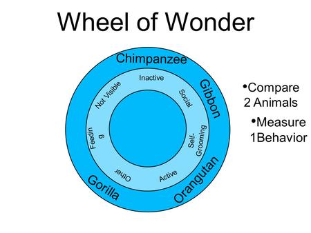Wheel of Wonder Chimpanzee Gorilla Active Compare 2 Animals Social Feedin g Inactive Measure 1Behavior Gibbon Orangutan Self- Grooming Not Visible Other.