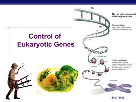 AP Biology 2007-2008 Control of Eukaryotic Genes.